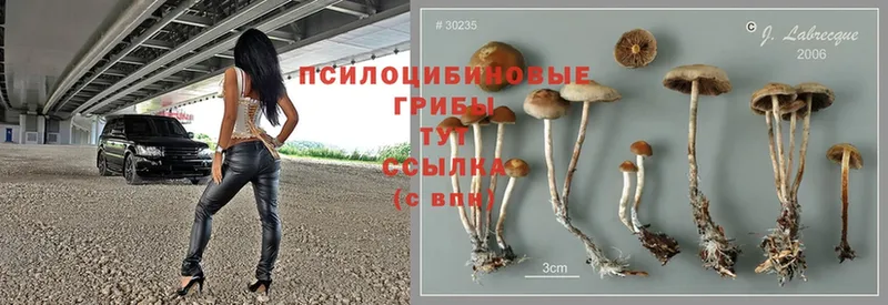 Псилоцибиновые грибы Psilocybine cubensis  где продают наркотики  Иланский 